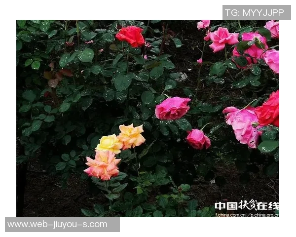 足球文明接亲新风尚传递爱与团结的美好时刻